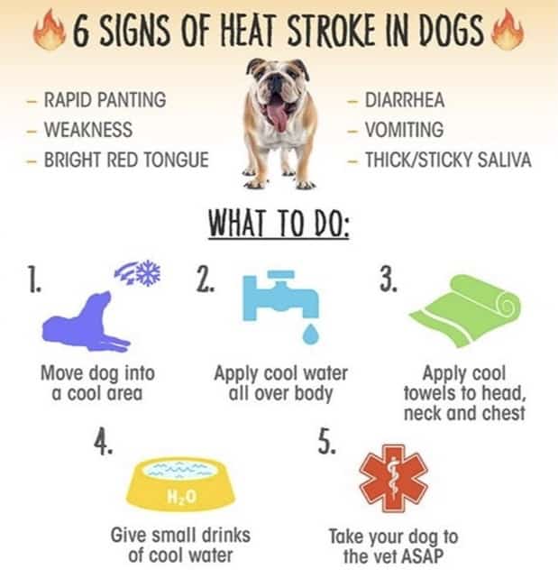 The Heat Is On! Dog Safety In Extreme Heat
